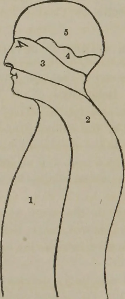 An illustration from The mysteries of human nature explained by a new system of nervous physiology : to which is added, a review of the errors of spiritualism, and instructions for developing or resisting the influence by which subjects and mediums are made, 1857, leaf 81
