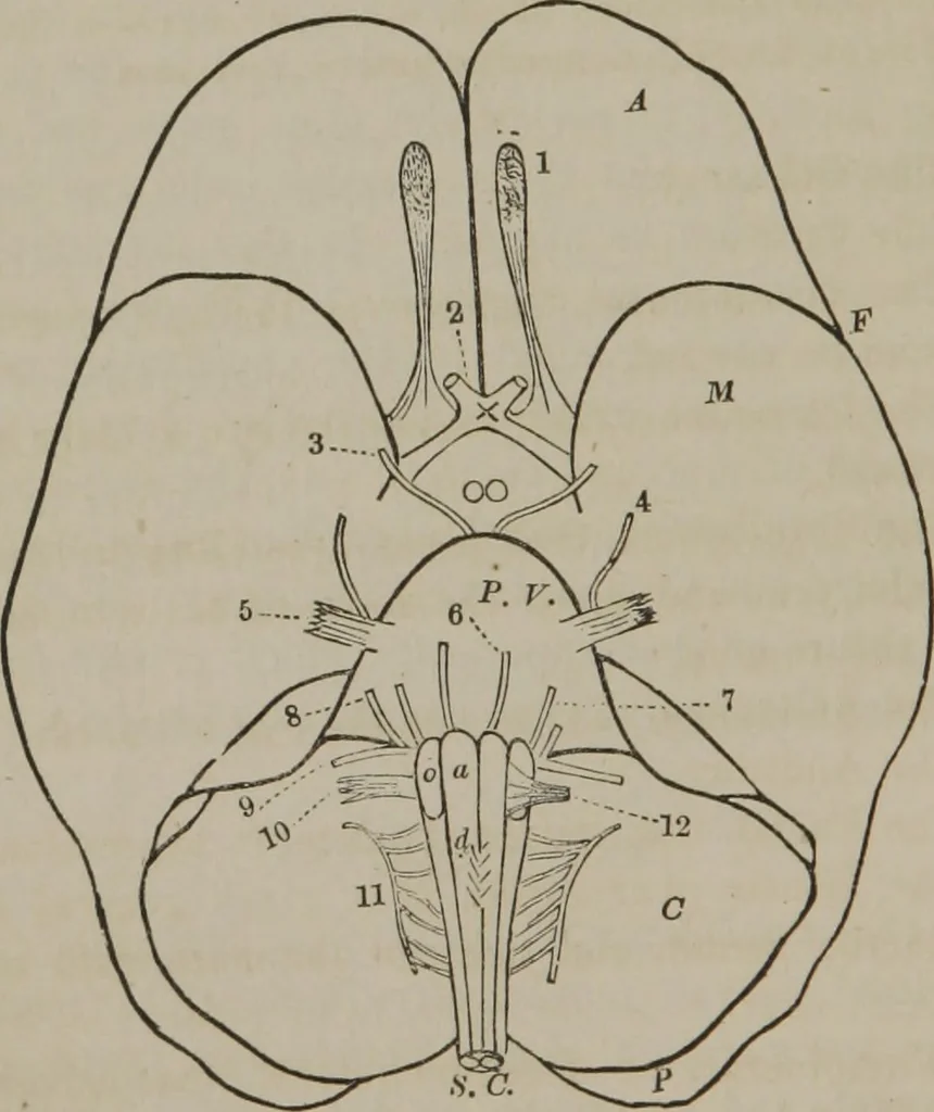 An illustration from The mysteries of human nature explained by a new system of nervous physiology : to which is added, a review of the errors of spiritualism, and instructions for developing or resisting the influence by which subjects and mediums are made, 1857, leaf 89