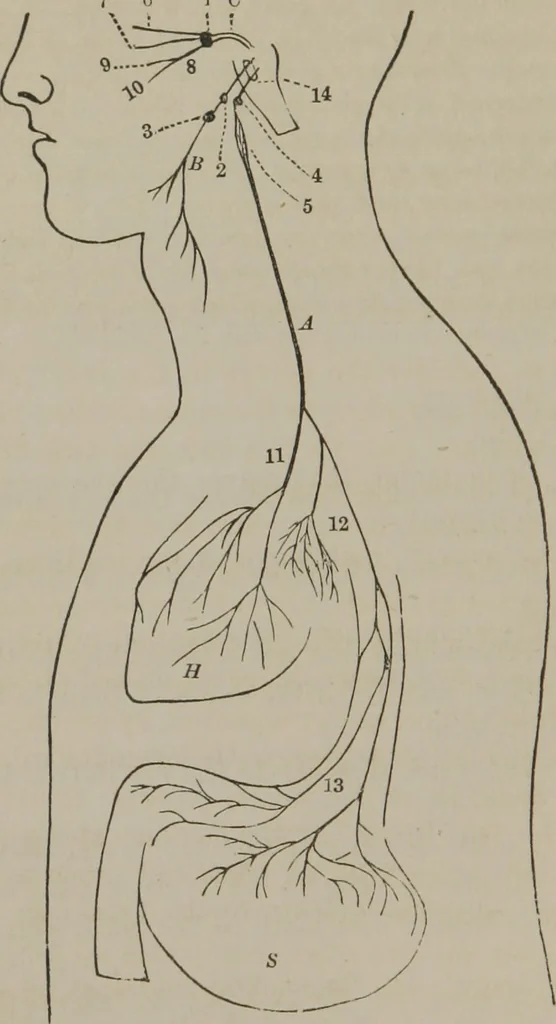 An illustration from The mysteries of human nature explained by a new system of nervous physiology : to which is added, a review of the errors of spiritualism, and instructions for developing or resisting the influence by which subjects and mediums are made, 1857, leaf 91