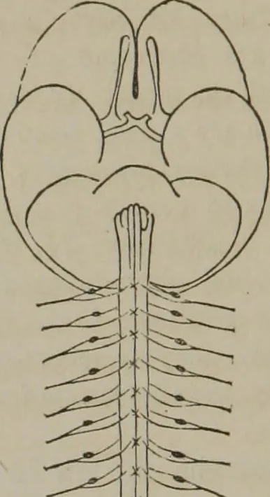 An illustration from The mysteries of human nature explained by a new system of nervous physiology : to which is added, a review of the errors of spiritualism, and instructions for developing or resisting the influence by which subjects and mediums are made, 1857, leaf 93