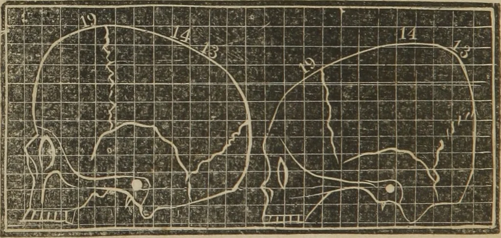An illustration from A guide to phrenology : designed to illustrate the science of the human mind as manifested through the brain : embracing the fundamental principles of phrenology : its utility to parents and teachers in developing and educating the mental faculties of the rising generation, and of self improvement : together with the adaptation of each of the organs and a phrenological chart, in seven degrees of development with numerous combinations, 1842, leaf 101