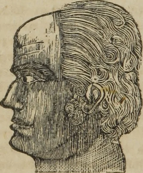 An illustration from A guide to phrenology : designed to illustrate the science of the human mind as manifested through the brain : embracing the fundamental principles of phrenology : its utility to parents and teachers in developing and educating the mental faculties of the rising generation, and of self improvement : together with the adaptation of each of the organs and a phrenological chart, in seven degrees of development with numerous combinations, 1842, leaf 105