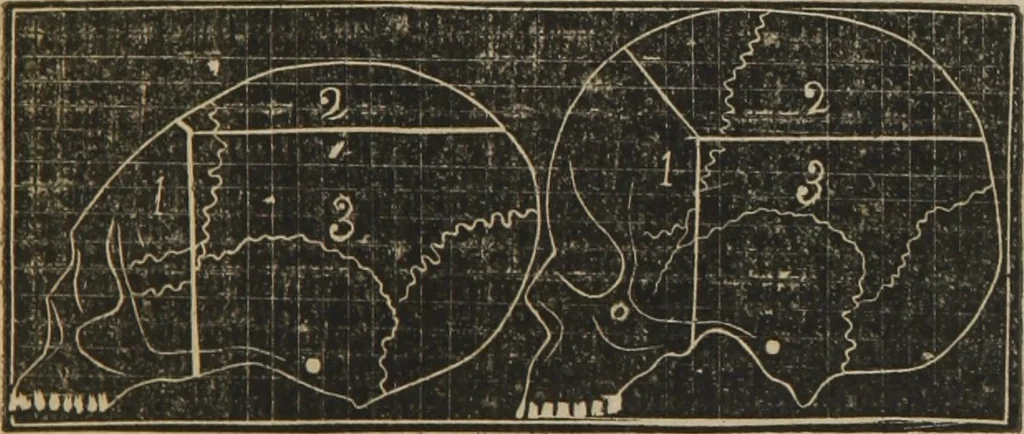 An illustration from A guide to phrenology : designed to illustrate the science of the human mind as manifested through the brain : embracing the fundamental principles of phrenology : its utility to parents and teachers in developing and educating the mental faculties of the rising generation, and of self improvement : together with the adaptation of each of the organs and a phrenological chart, in seven degrees of development with numerous combinations, 1842, leaf 140