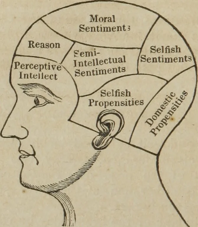 An illustration from A guide to phrenology : designed to illustrate the science of the human mind as manifested through the brain : embracing the fundamental principles of phrenology : its utility to parents and teachers in developing and educating the mental faculties of the rising generation, and of self improvement : together with the adaptation of each of the organs and a phrenological chart, in seven degrees of development with numerous combinations, 1842, leaf 51