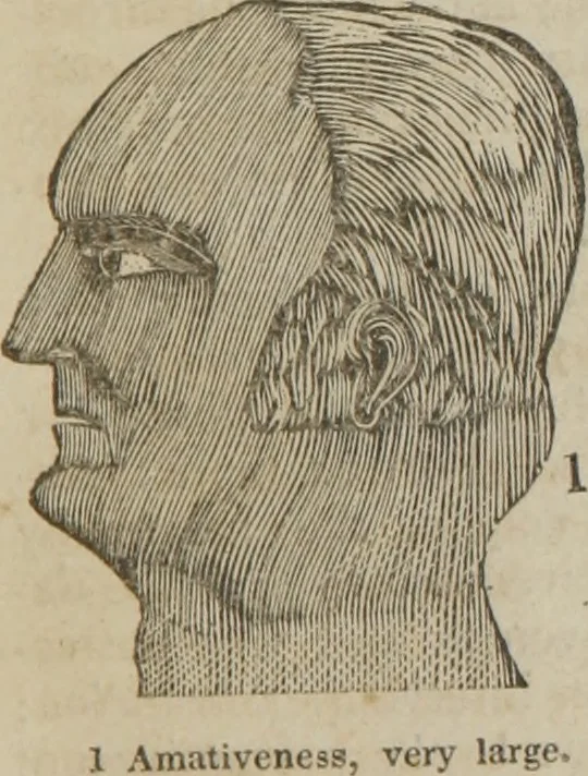 An illustration from A guide to phrenology : designed to illustrate the science of the human mind as manifested through the brain : embracing the fundamental principles of phrenology : its utility to parents and teachers in developing and educating the mental faculties of the rising generation, and of self improvement : together with the adaptation of each of the organs and a phrenological chart, in seven degrees of development with numerous combinations, 1842, leaf 52