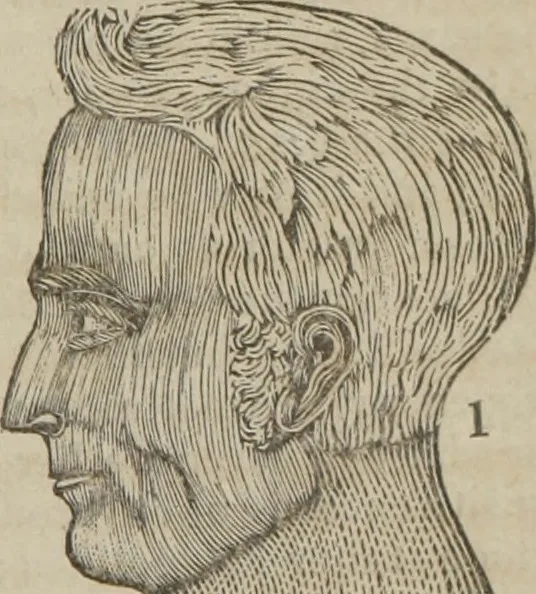 An illustration from A guide to phrenology : designed to illustrate the science of the human mind as manifested through the brain : embracing the fundamental principles of phrenology : its utility to parents and teachers in developing and educating the mental faculties of the rising generation, and of self improvement : together with the adaptation of each of the organs and a phrenological chart, in seven degrees of development with numerous combinations, 1842, leaf 52