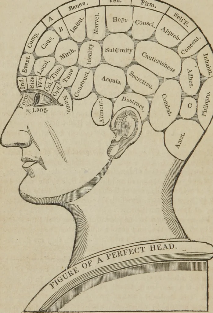 An illustration from A guide to phrenology : designed to illustrate the science of the human mind as manifested through the brain : embracing the fundamental principles of phrenology : its utility to parents and teachers in developing and educating the mental faculties of the rising generation, and of self improvement : together with the adaptation of each of the organs and a phrenological chart, in seven degrees of development with numerous combinations, 1842, leaf 7