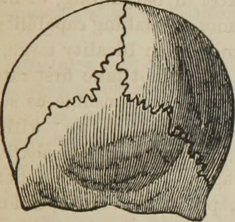 An illustration from The illustrated self-instructor in phrenology and physiology : with over one hundred engravings : together with the chart and character of ... as marked by ..., 1859, leaf 106