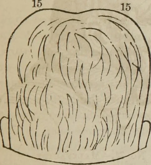 An illustration from The illustrated self-instructor in phrenology and physiology : with over one hundred engravings : together with the chart and character of ... as marked by ..., 1859, leaf 120