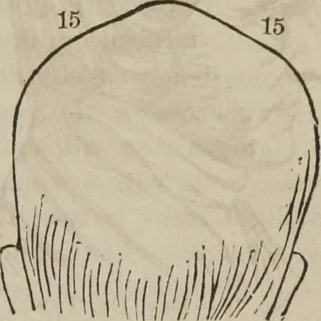 An illustration from The illustrated self-instructor in phrenology and physiology : with over one hundred engravings : together with the chart and character of ... as marked by ..., 1859, leaf 120