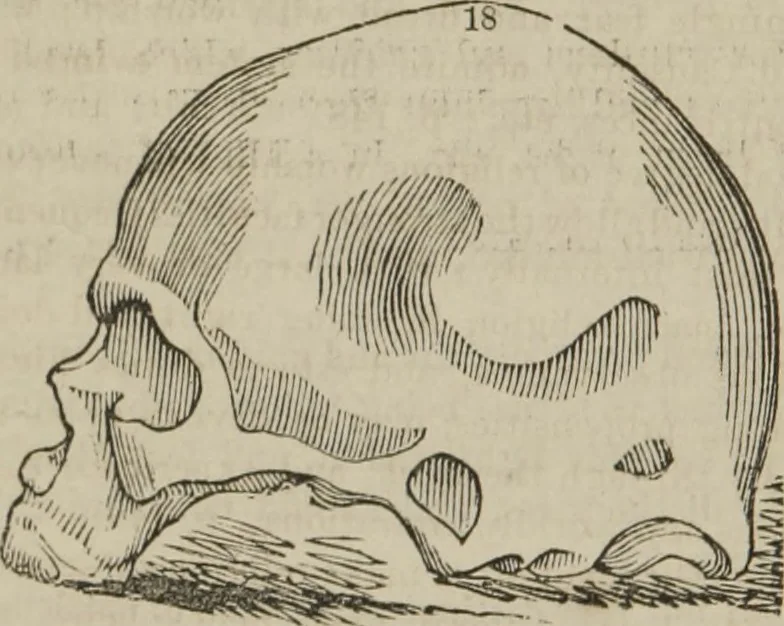 An illustration from The illustrated self-instructor in phrenology and physiology : with over one hundred engravings : together with the chart and character of ... as marked by ..., 1859, leaf 127