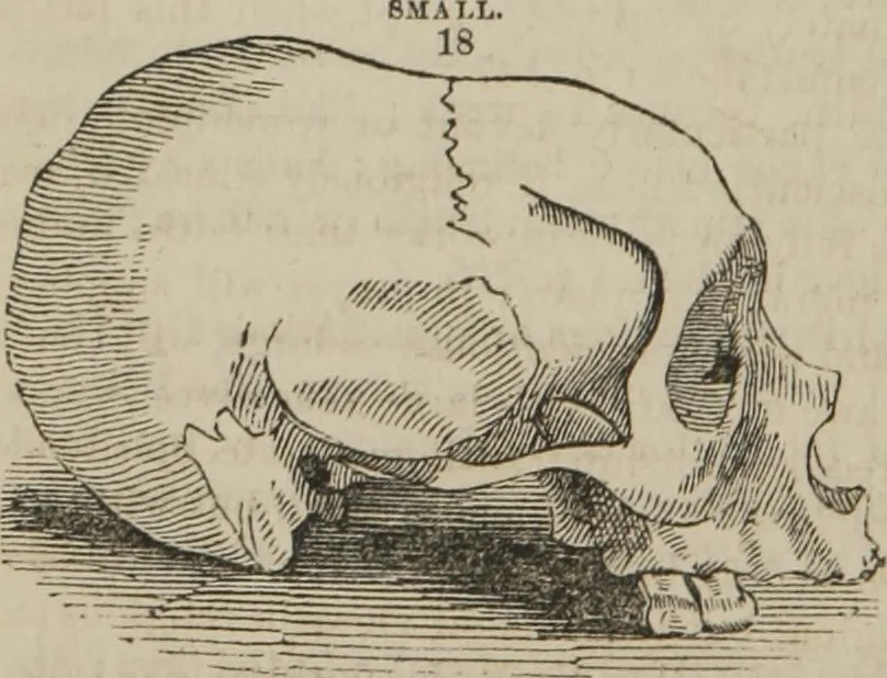 An illustration from The illustrated self-instructor in phrenology and physiology : with over one hundred engravings : together with the chart and character of ... as marked by ..., 1859, leaf 127