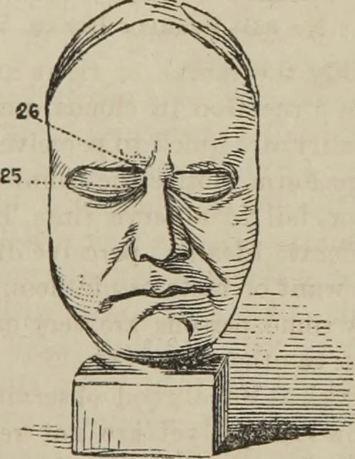 An illustration from The illustrated self-instructor in phrenology and physiology : with over one hundred engravings : together with the chart and character of ... as marked by ..., 1859, leaf 146