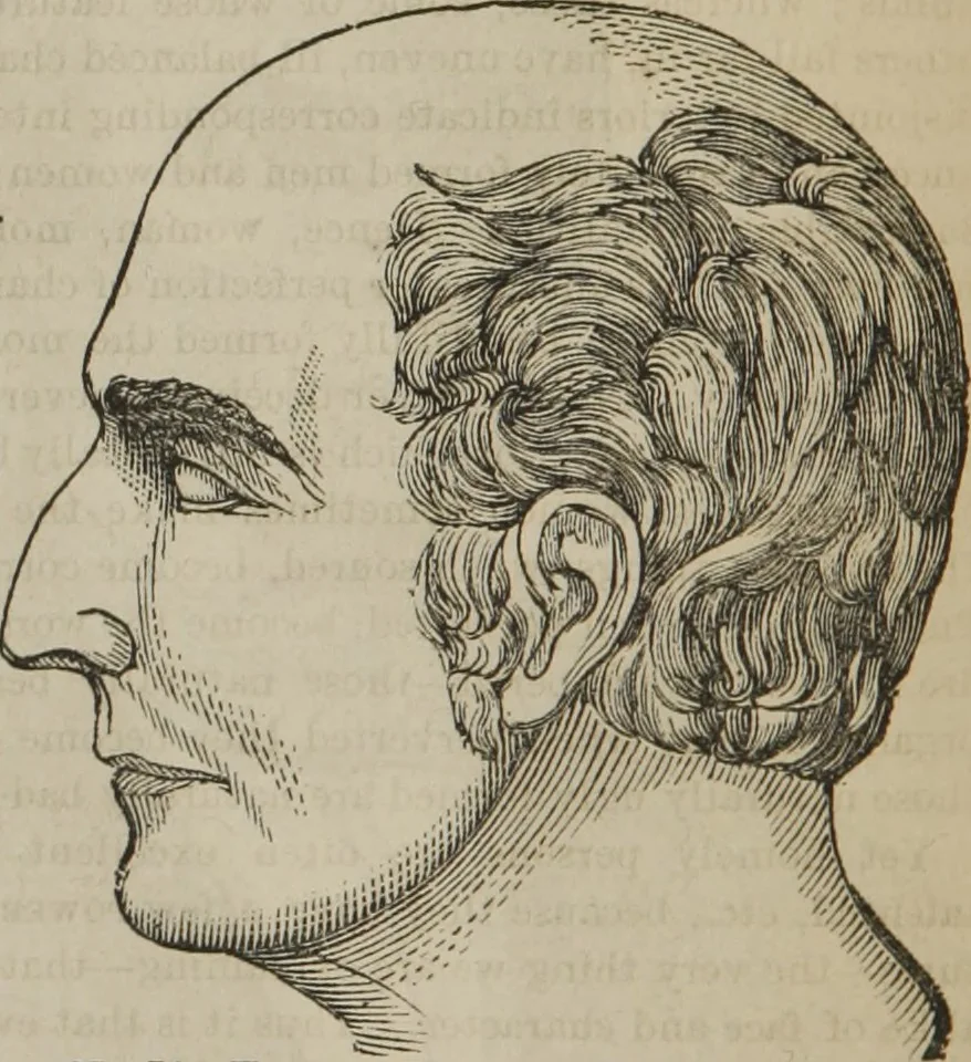 An illustration from The illustrated self-instructor in phrenology and physiology : with over one hundred engravings : together with the chart and character of ... as marked by ..., 1859, leaf 53