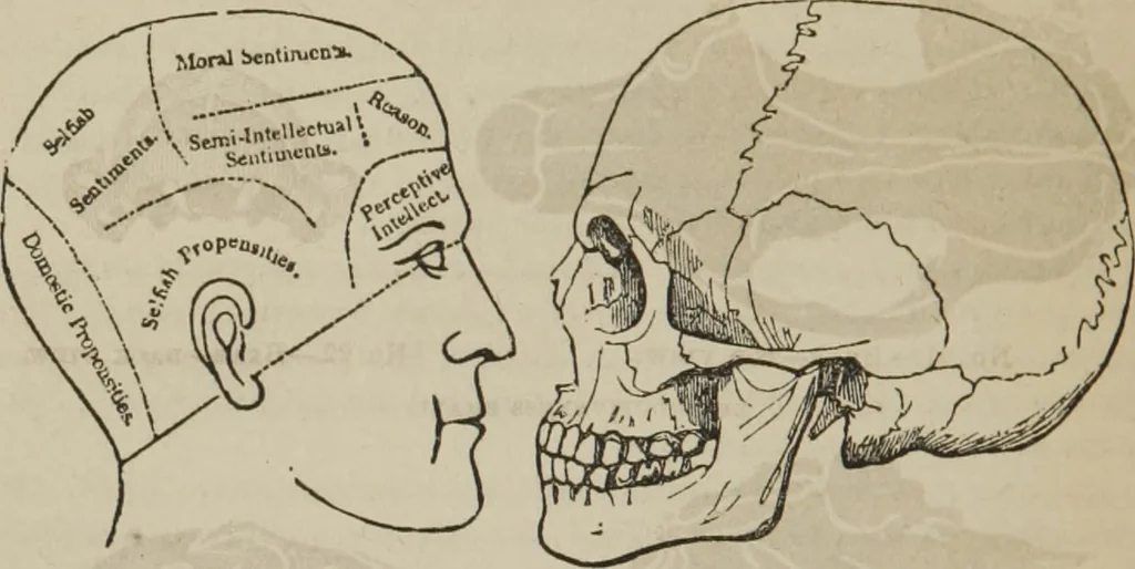 An illustration from The illustrated self-instructor in phrenology and physiology : with over one hundred engravings : together with the chart and character of ... as marked by ..., 1859, leaf 65