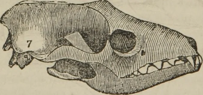 An illustration from The illustrated self-instructor in phrenology and physiology : with over one hundred engravings : together with the chart and character of ... as marked by ..., 1859, leaf 65