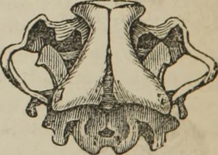 An illustration from The illustrated self-instructor in phrenology and physiology : with over one hundred engravings : together with the chart and character of ... as marked by ..., 1859, leaf 65