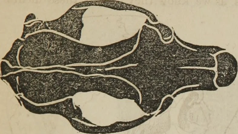 An illustration from The illustrated self-instructor in phrenology and physiology : with over one hundred engravings : together with the chart and character of ... as marked by ..., 1859, leaf 66