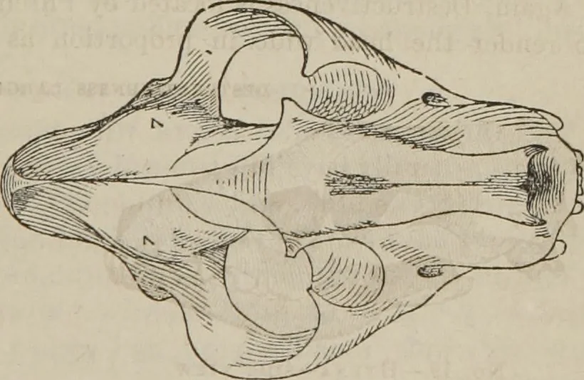 An illustration from The illustrated self-instructor in phrenology and physiology : with over one hundred engravings : together with the chart and character of ... as marked by ..., 1859, leaf 66