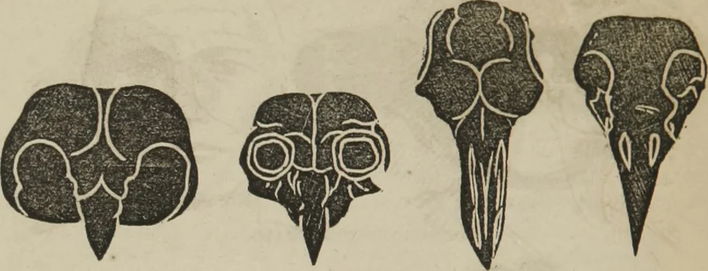 An illustration from The illustrated self-instructor in phrenology and physiology : with over one hundred engravings : together with the chart and character of ... as marked by ..., 1859, leaf 67