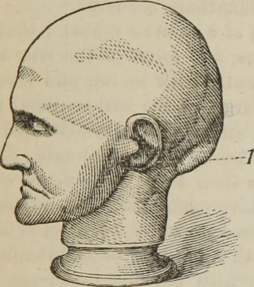An illustration from The illustrated self-instructor in phrenology and physiology : with over one hundred engravings : together with the chart and character of ... as marked by ..., 1859, leaf 78