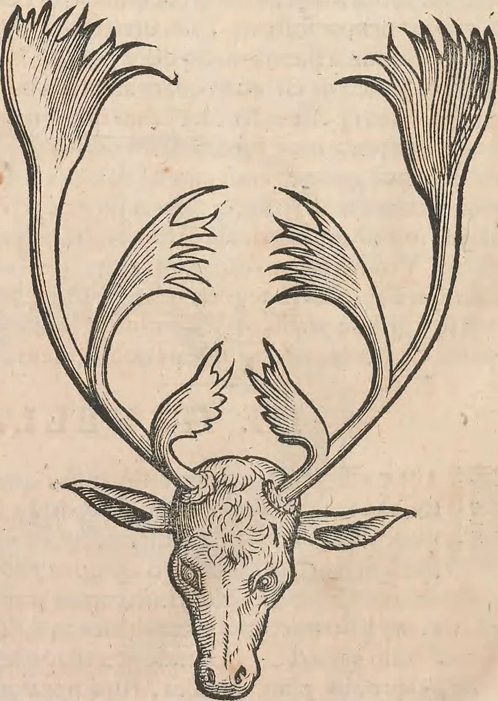 An illustration from Appendix historiae quadrupedum uiuiparorum & ouiparorum Conradi Gesneri Tigurini, 1554, leaf 11