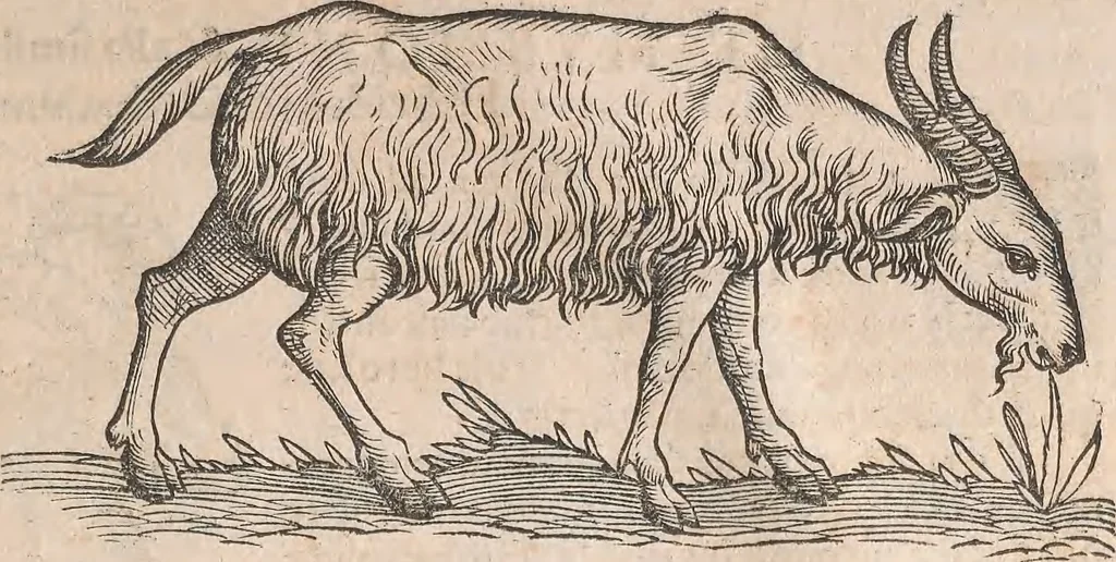 An illustration from Appendix historiae quadrupedum uiuiparorum & ouiparorum Conradi Gesneri Tigurini, 1554, leaf 12