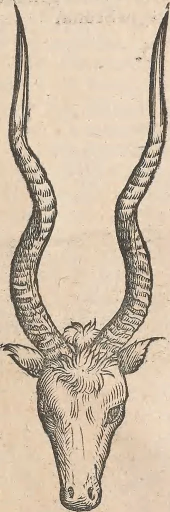 An illustration from Appendix historiae quadrupedum uiuiparorum & ouiparorum Conradi Gesneri Tigurini, 1554, leaf 12