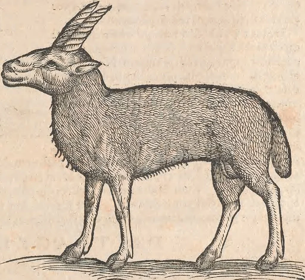 An illustration from Appendix historiae quadrupedum uiuiparorum & ouiparorum Conradi Gesneri Tigurini, 1554, leaf 12