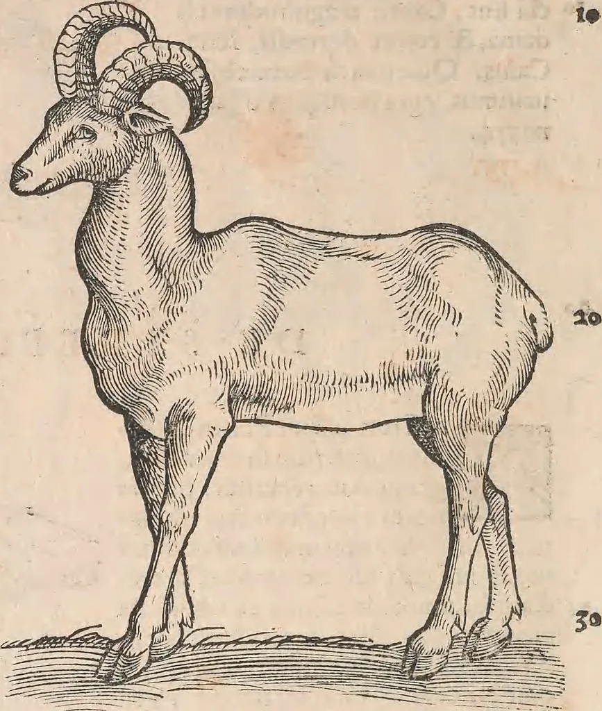 An illustration from Appendix historiae quadrupedum uiuiparorum & ouiparorum Conradi Gesneri Tigurini, 1554, leaf 13