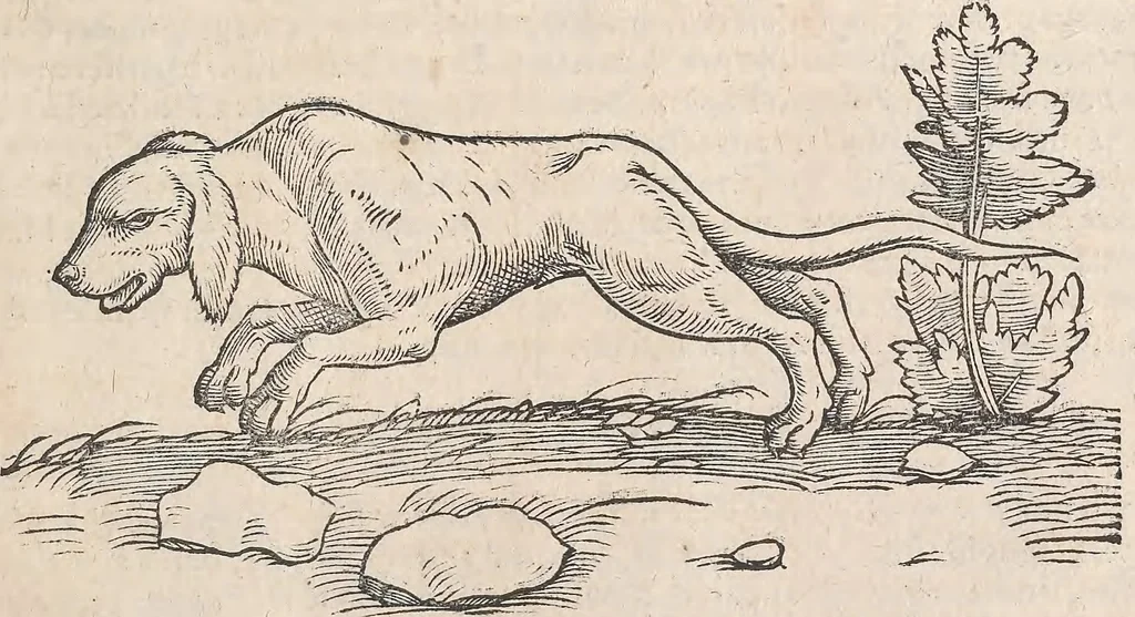 An illustration from Appendix historiae quadrupedum uiuiparorum & ouiparorum Conradi Gesneri Tigurini, 1554, leaf 16