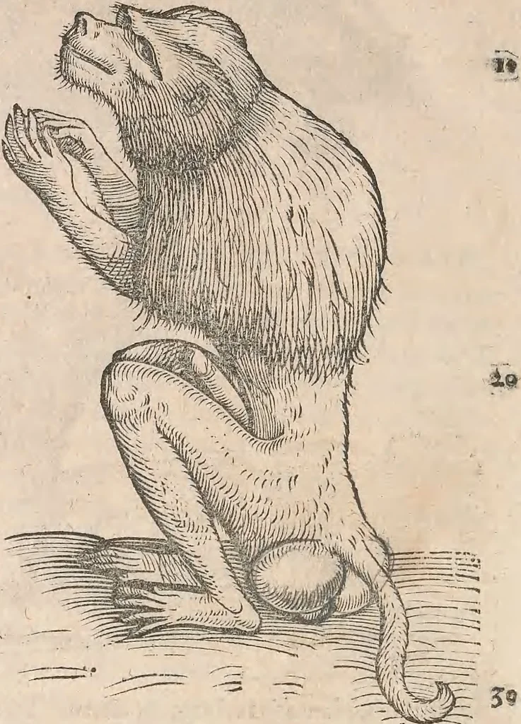 An illustration from Appendix historiae quadrupedum uiuiparorum & ouiparorum Conradi Gesneri Tigurini, 1554, leaf 19