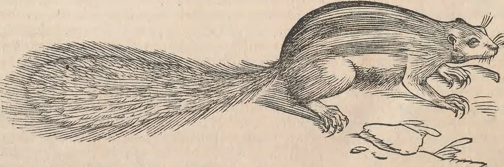 An illustration from Appendix historiae quadrupedum uiuiparorum & ouiparorum Conradi Gesneri Tigurini, 1554, leaf 21