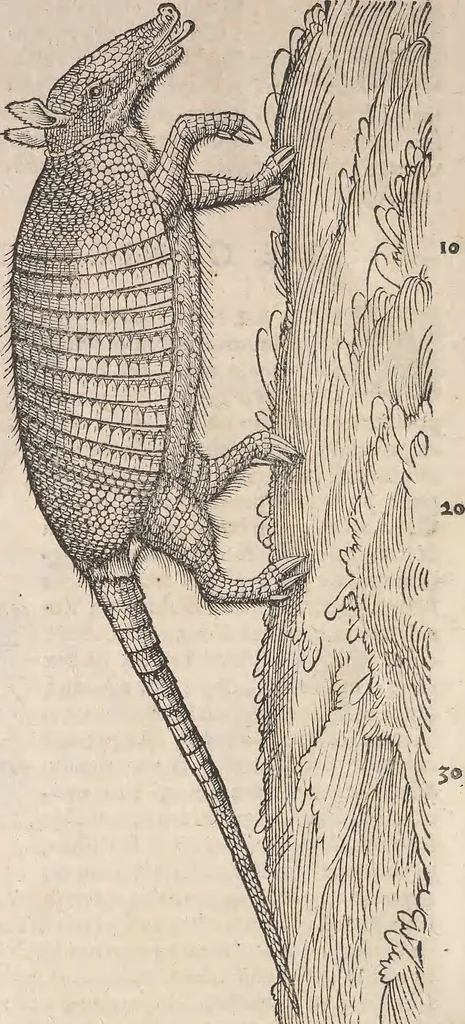 An illustration from Appendix historiae quadrupedum uiuiparorum & ouiparorum Conradi Gesneri Tigurini, 1554, leaf 23