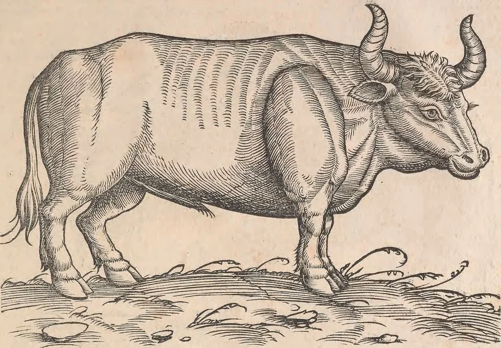 An illustration from Appendix historiae quadrupedum uiuiparorum & ouiparorum Conradi Gesneri Tigurini, 1554, leaf 6