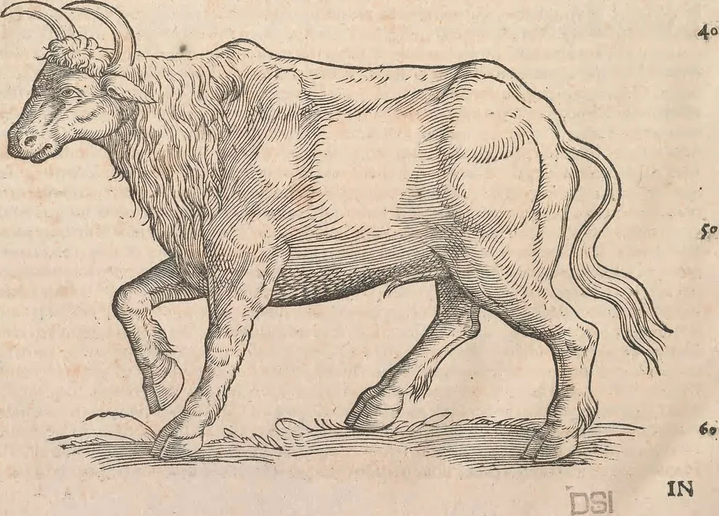 An illustration from Appendix historiae quadrupedum uiuiparorum & ouiparorum Conradi Gesneri Tigurini, 1554, leaf 7