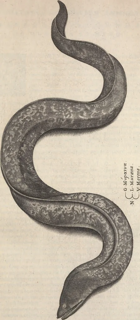 An illustration from Aquatilium animalium historiae, liber primus : cum eorumdem formis, aere excusis, 1554, leaf 136