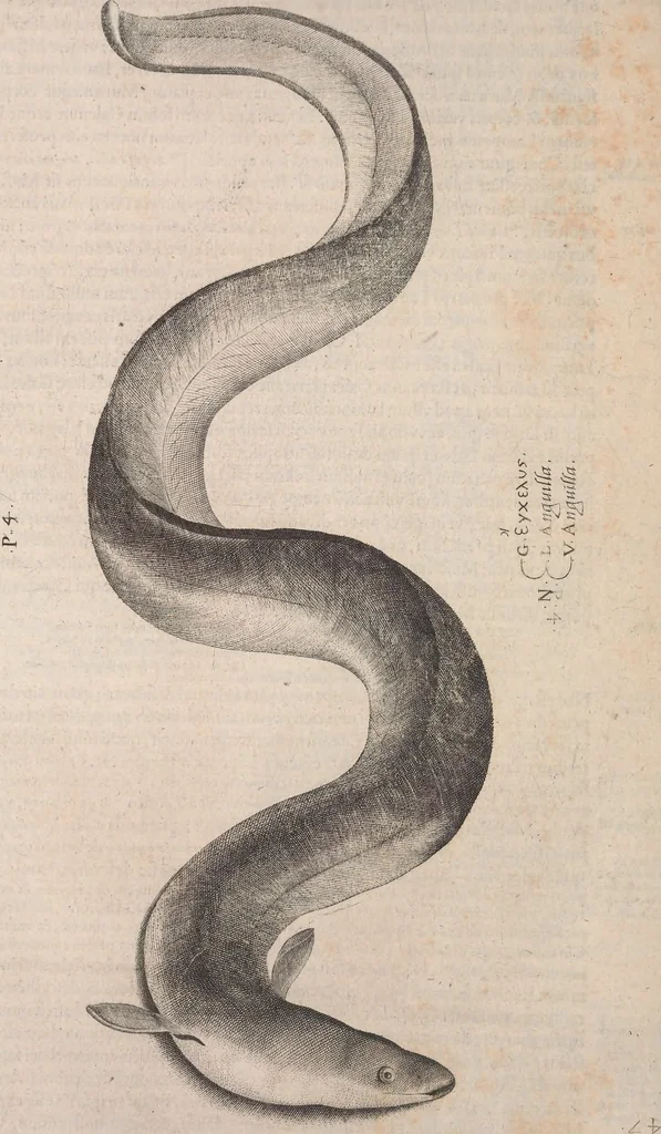 An illustration from Aquatilium animalium historiae, liber primus : cum eorumdem formis, aere excusis, 1554, leaf 147