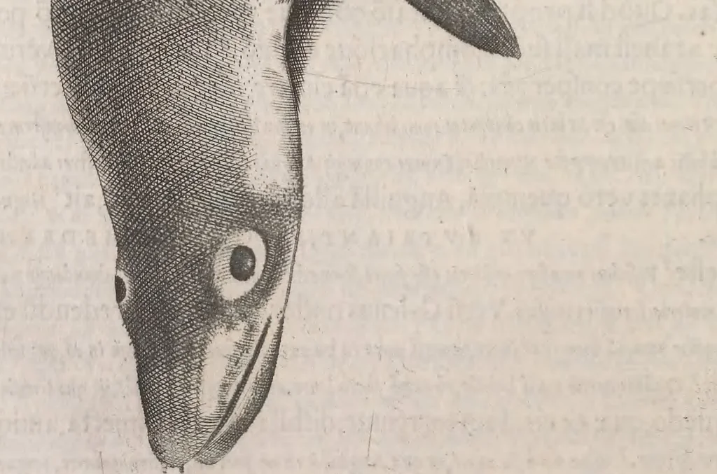 An illustration from Aquatilium animalium historiae, liber primus : cum eorumdem formis, aere excusis, 1554, leaf 151