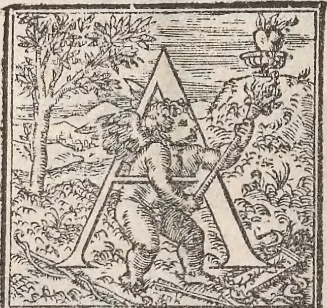 An illustration from Aquatilium animalium historiae, liber primus : cum eorumdem formis, aere excusis, 1554, leaf 155
