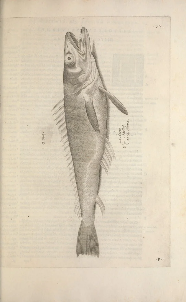 An illustration from Aquatilium animalium historiae, liber primus : cum eorumdem formis, aere excusis, 1554, leaf 164