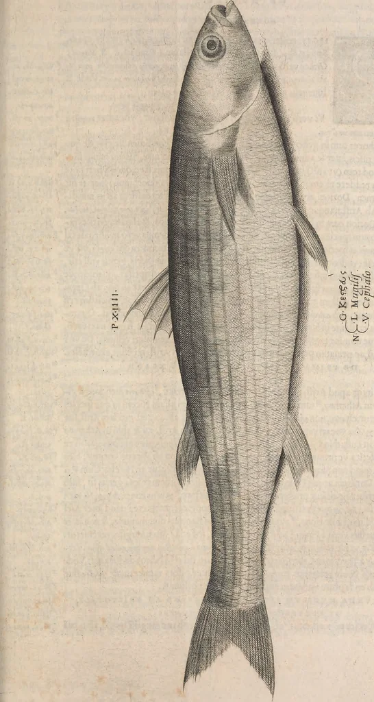 An illustration from Aquatilium animalium historiae, liber primus : cum eorumdem formis, aere excusis, 1554, leaf 168
