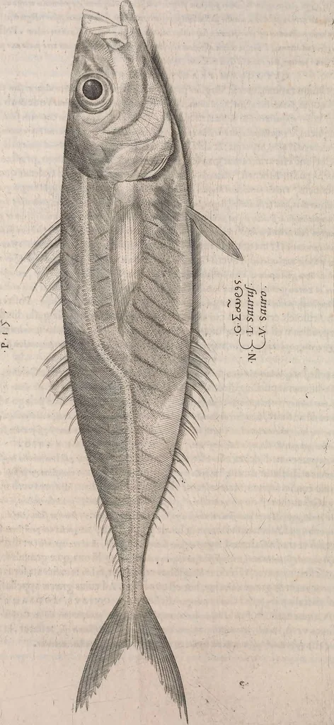 An illustration from Aquatilium animalium historiae, liber primus : cum eorumdem formis, aere excusis, 1554, leaf 175
