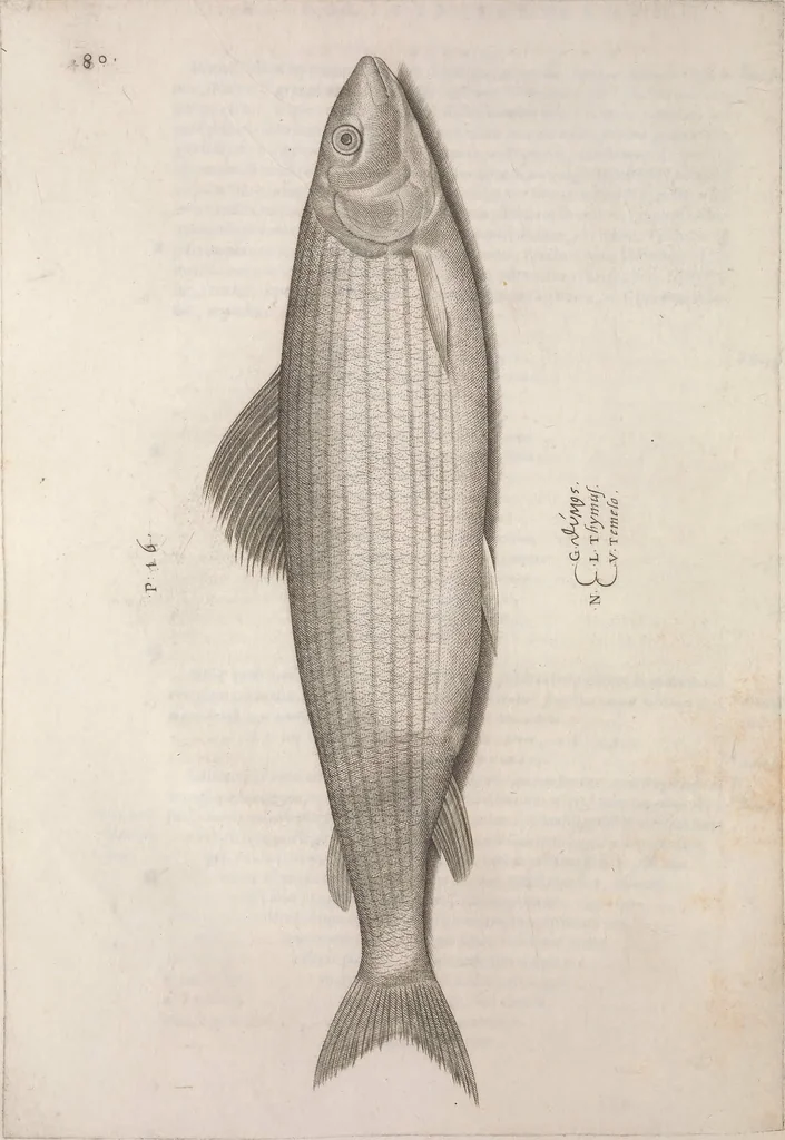 An illustration from Aquatilium animalium historiae, liber primus : cum eorumdem formis, aere excusis, 1554, leaf 179
