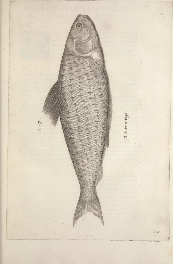 An illustration from Aquatilium animalium historiae, liber primus : cum eorumdem formis, aere excusis, 1554, leaf 182