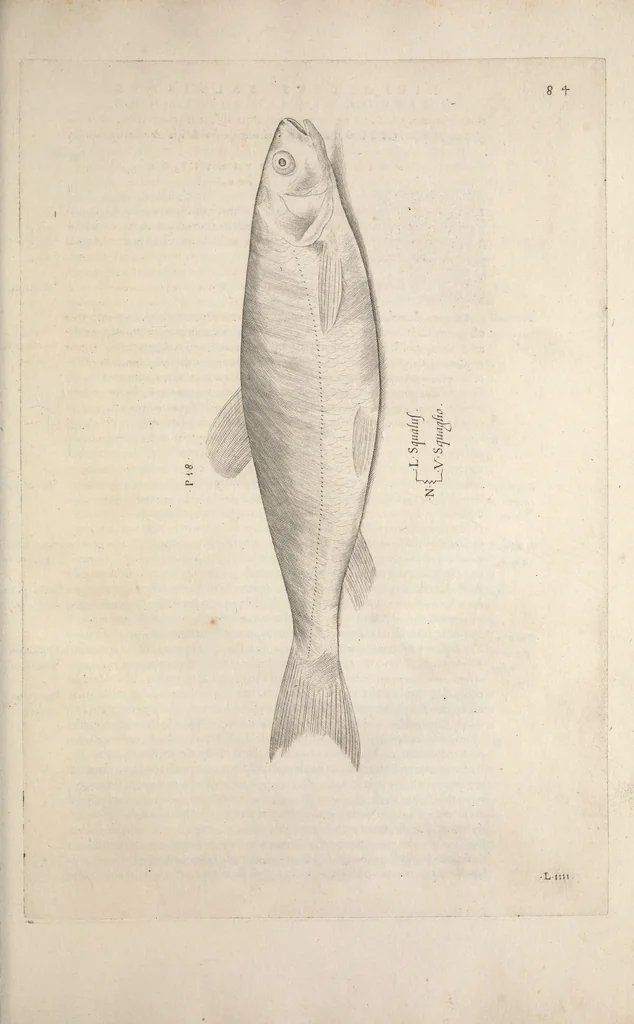 An illustration from Aquatilium animalium historiae, liber primus : cum eorumdem formis, aere excusis, 1554, leaf 186