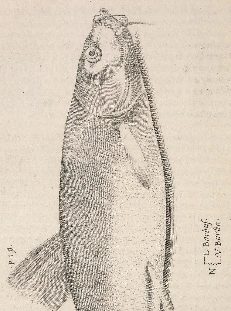 An illustration from Aquatilium animalium historiae, liber primus : cum eorumdem formis, aere excusis, 1554, leaf 189