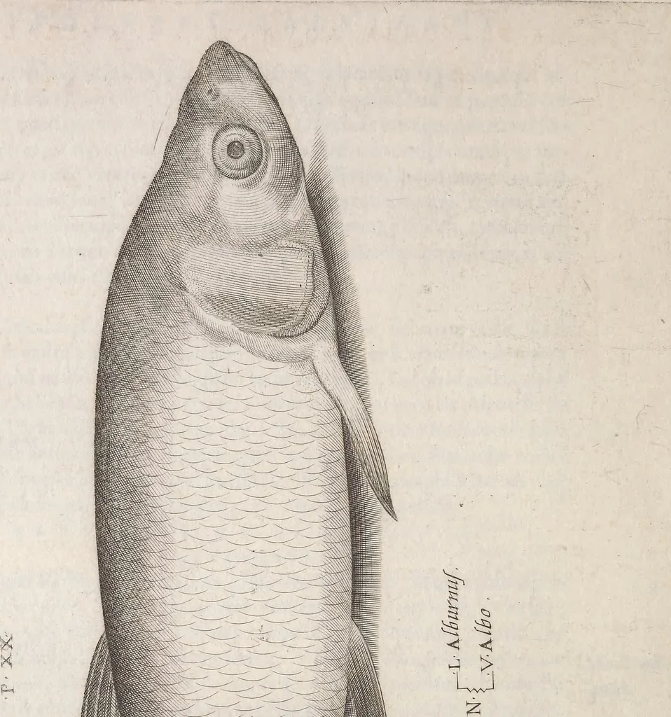 An illustration from Aquatilium animalium historiae, liber primus : cum eorumdem formis, aere excusis, 1554, leaf 193