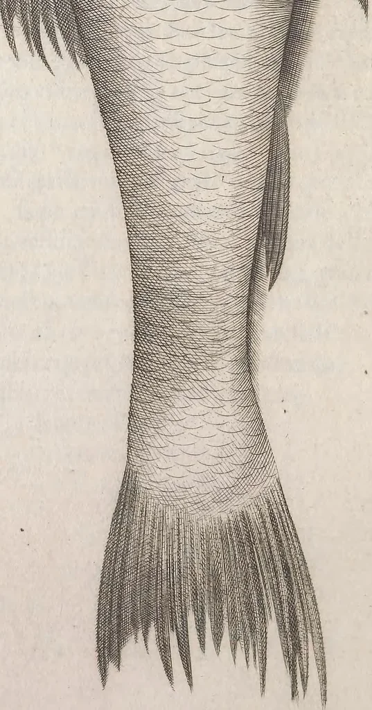 An illustration from Aquatilium animalium historiae, liber primus : cum eorumdem formis, aere excusis, 1554, leaf 193