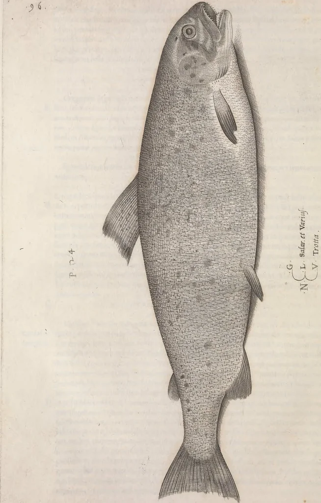 An illustration from Aquatilium animalium historiae, liber primus : cum eorumdem formis, aere excusis, 1554, leaf 211